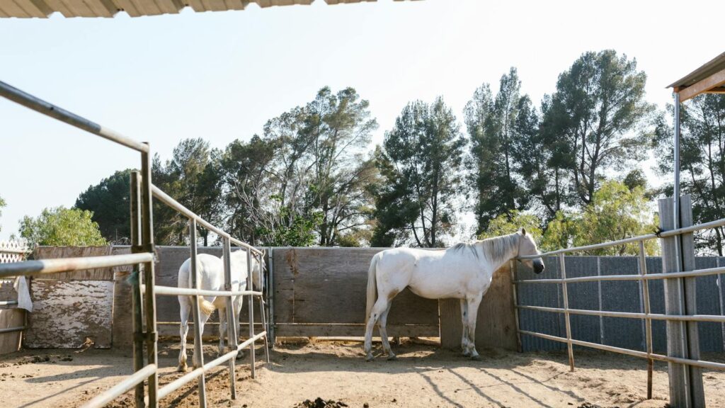 Two white horses standing in an outdoor ranch pen surrounded by trees.