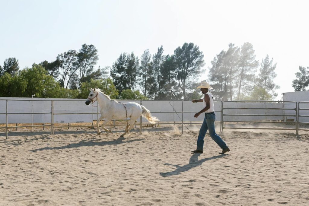 A cowboy is training a white horse in an outdoor arena under a sunny sky.