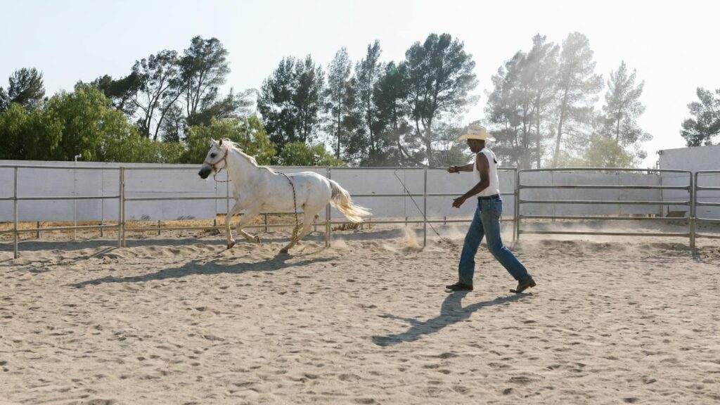 A cowboy is training a white horse in an outdoor arena under a sunny sky.