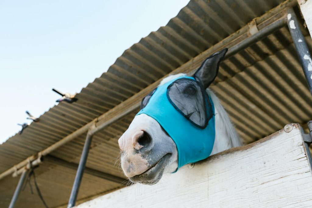 White horse wearing a blue fly mask looking out from a stable under a corrugated roof.