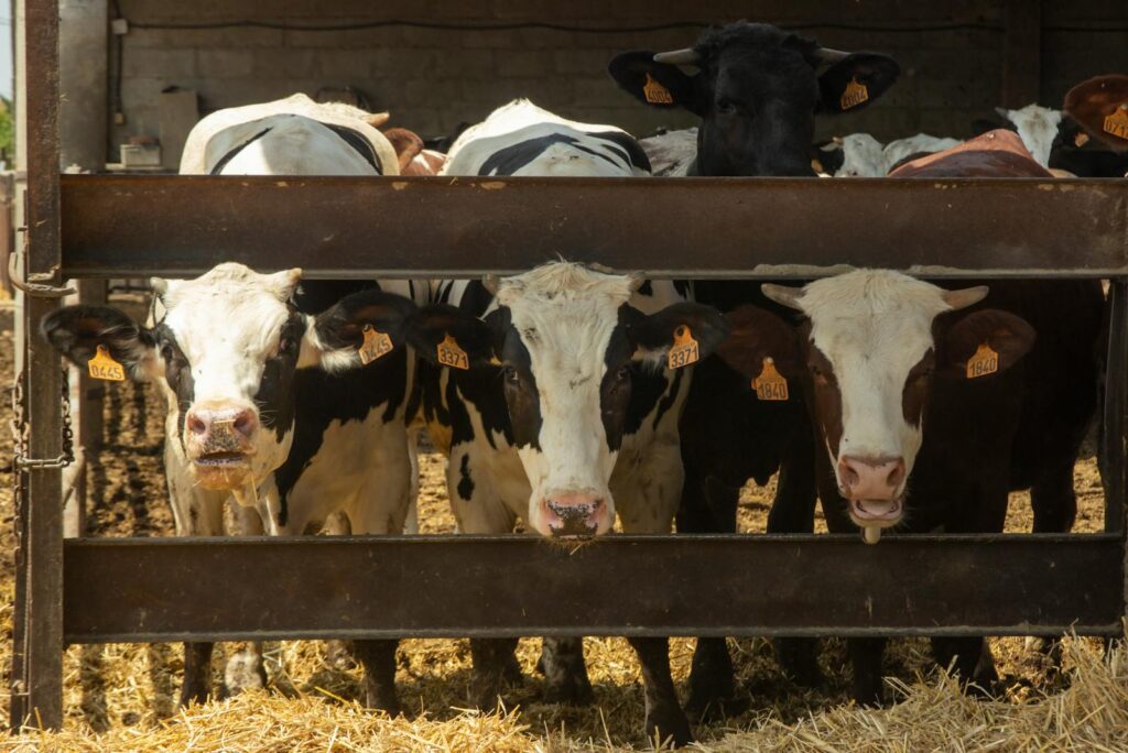 Front view of Holstein Friesian cows standing in a barn in Vilademuls, Spain.