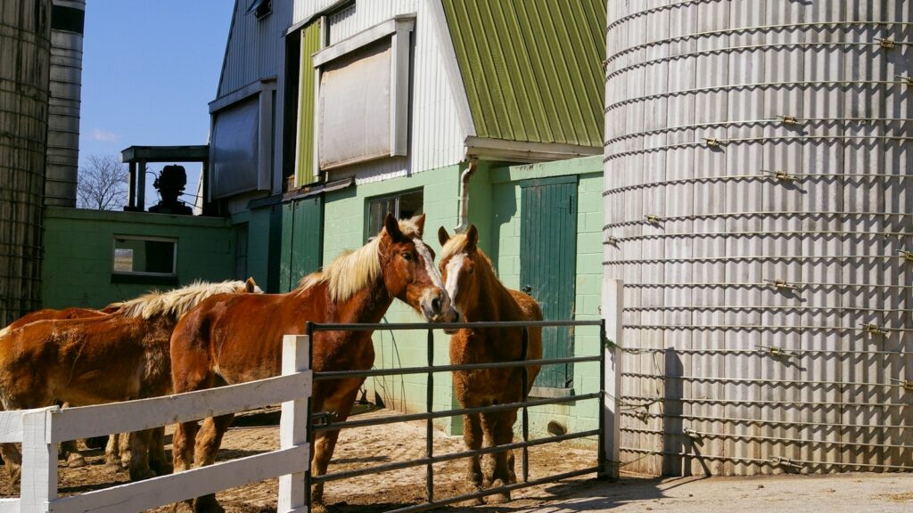 horses standing in a fenced in area