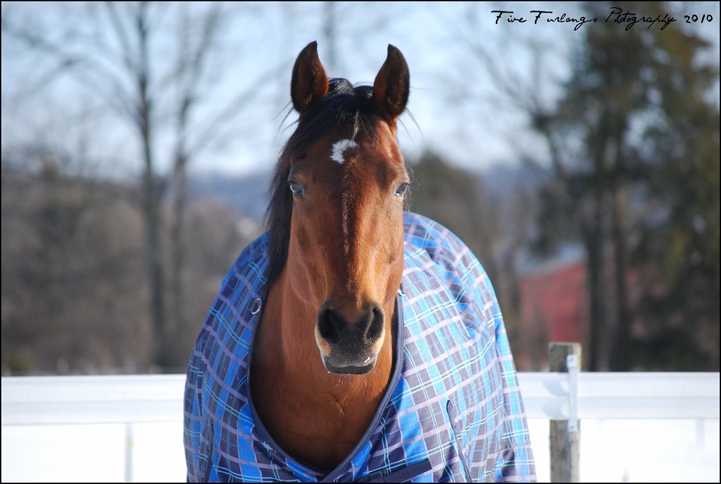 Front chest blanket