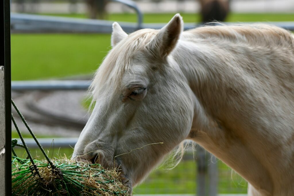 A white horse eating hay in a fenced in area