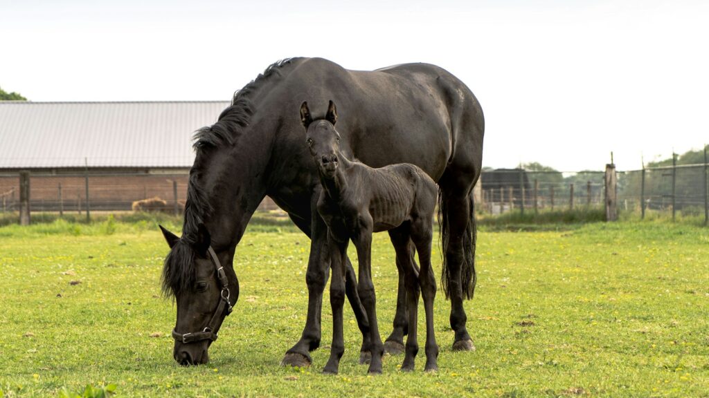 a group of horses in a fenced in pasture