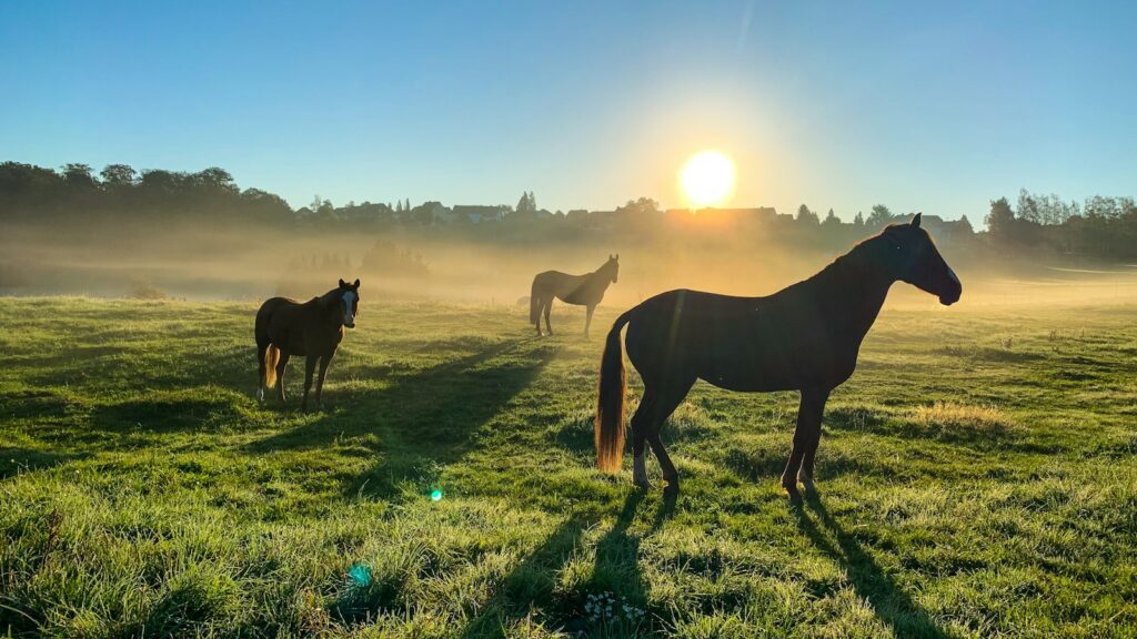 brown horse on green grass field during daytime