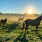 brown horse on green grass field during daytime