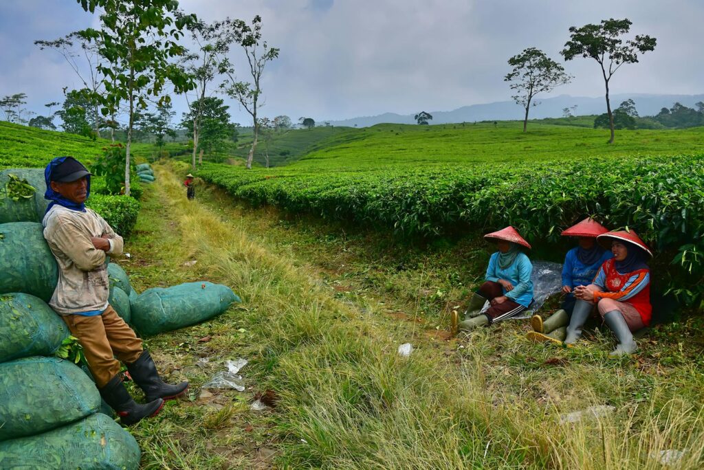 Group of farmers resting in a picturesque tea plantation scenery, surrounded by verdant fields.
