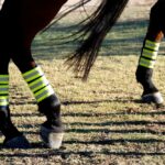 Police horse hooves