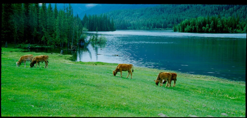 Idyllic landscape of cows grazing by a tranquil lake in lush greenery.