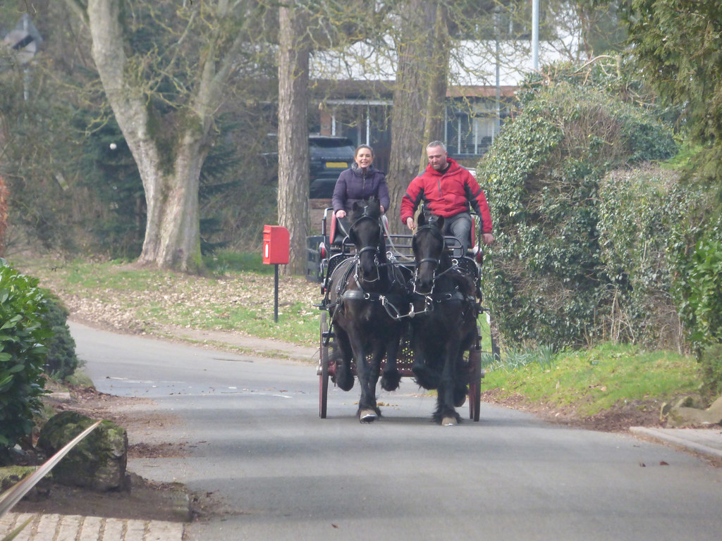 Horse driving in Shenstone