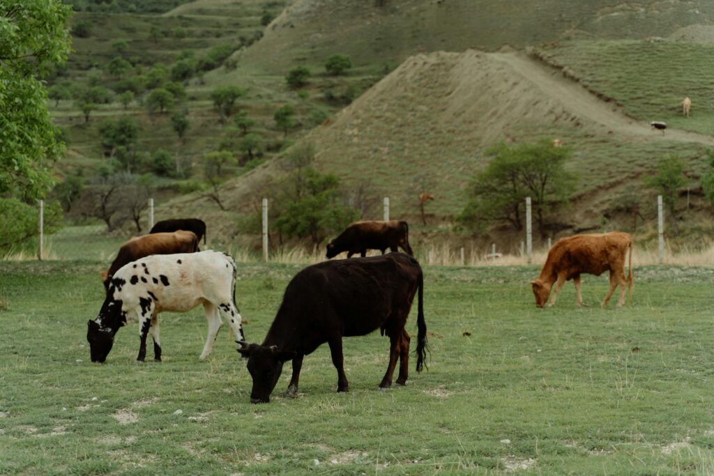 A serene view of cows grazing on a green pasture against a rolling hillside backdrop.