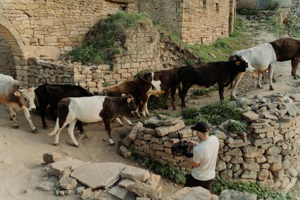 A videographer films a herd of cows on a rural stone path, capturing pastoral life.