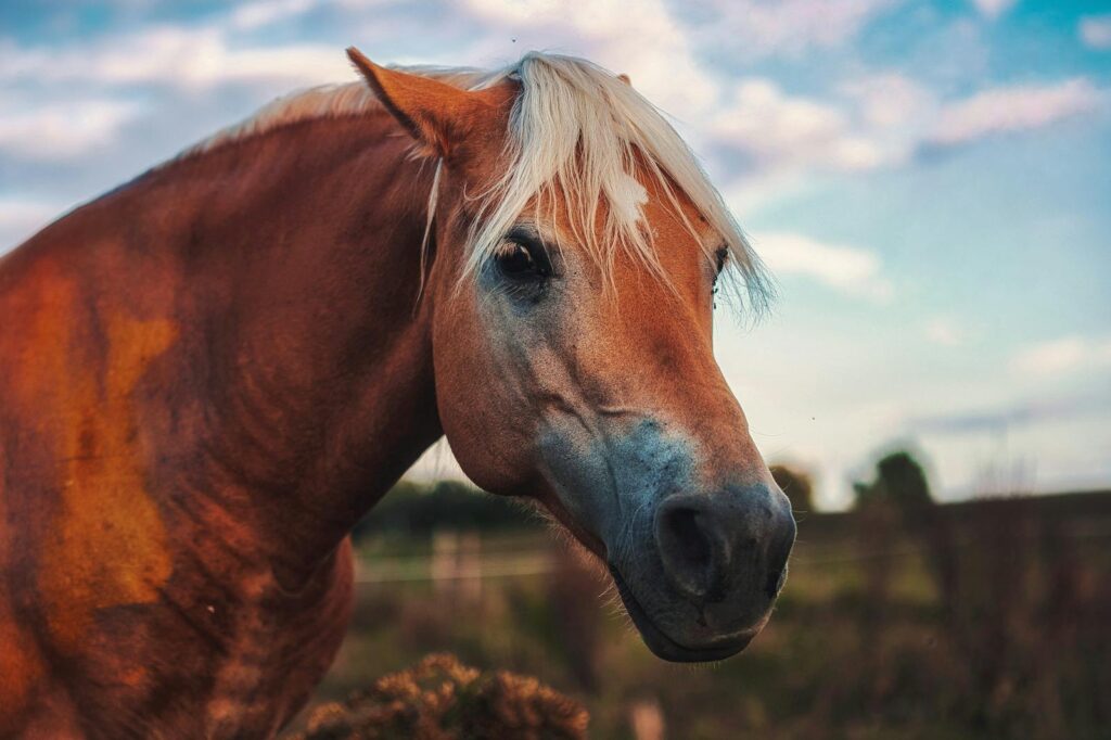 A beautiful chestnut horse with a blonde mane in a serene outdoor setting.