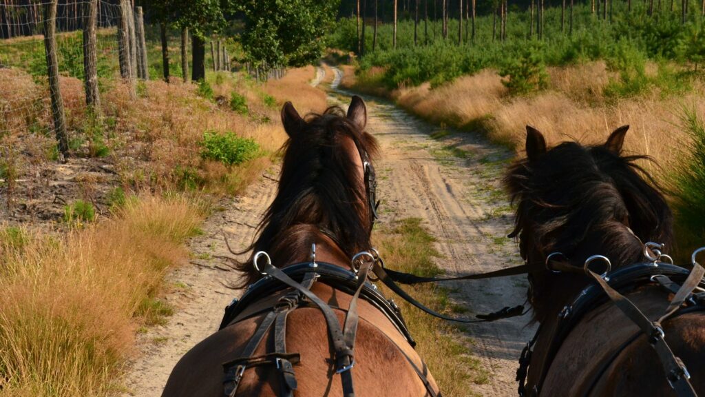 a pair of horses on a dirt road