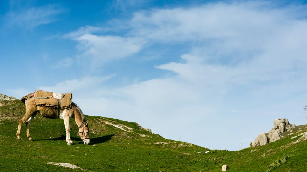 horse eating grass at the field during day