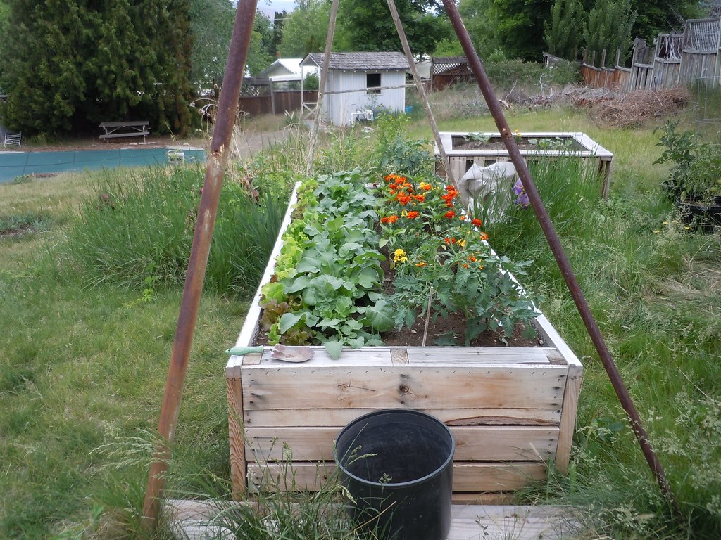 Marigolds in raised garden beds