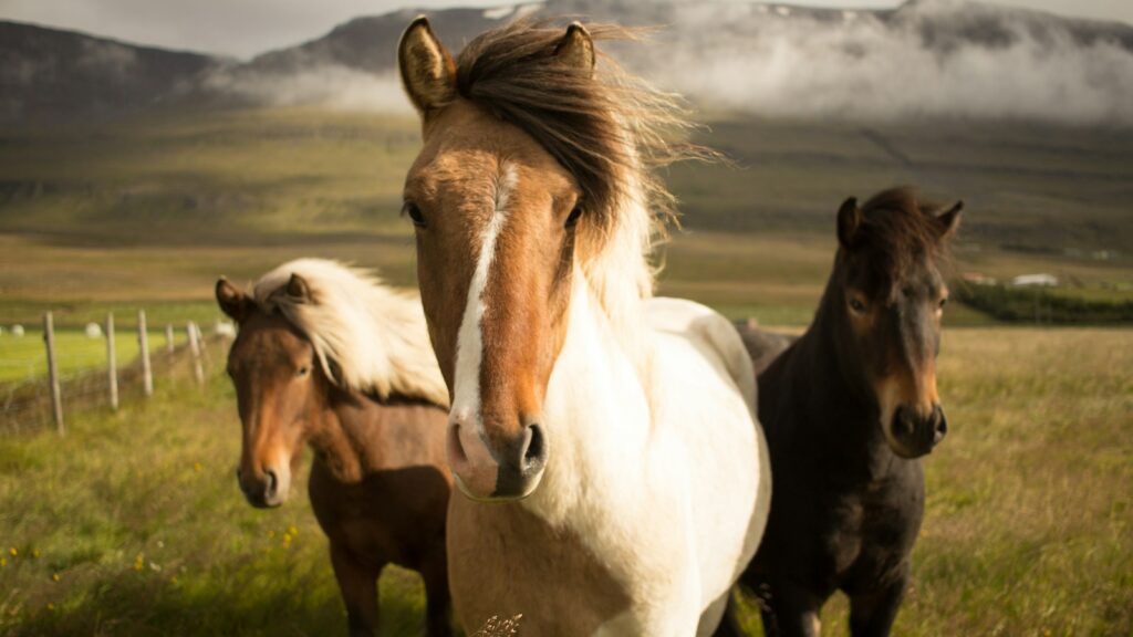 three assorted-color horses running away from a mountain