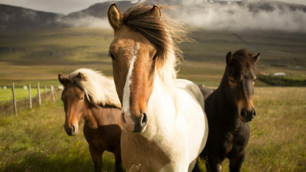 three assorted-color horses running away from a mountain