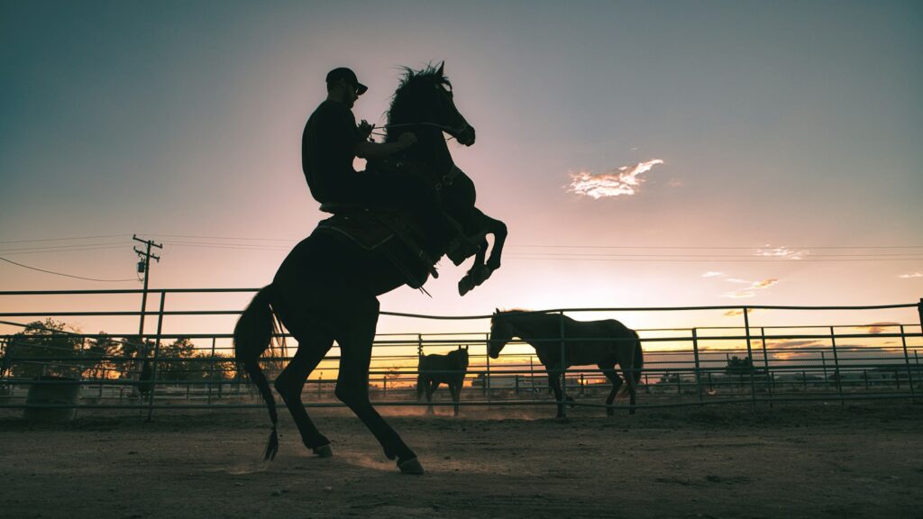 silhouette of horse on field during daytime