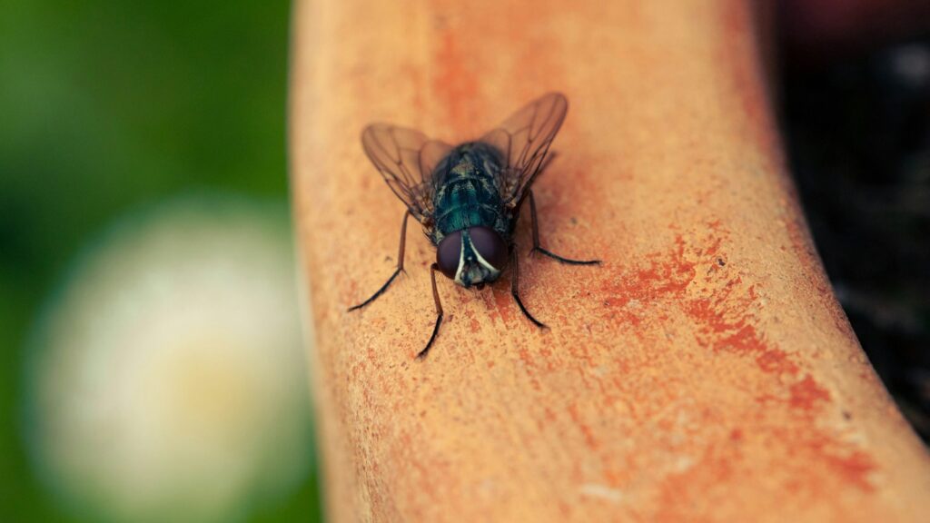green bottle fly selective focus photography