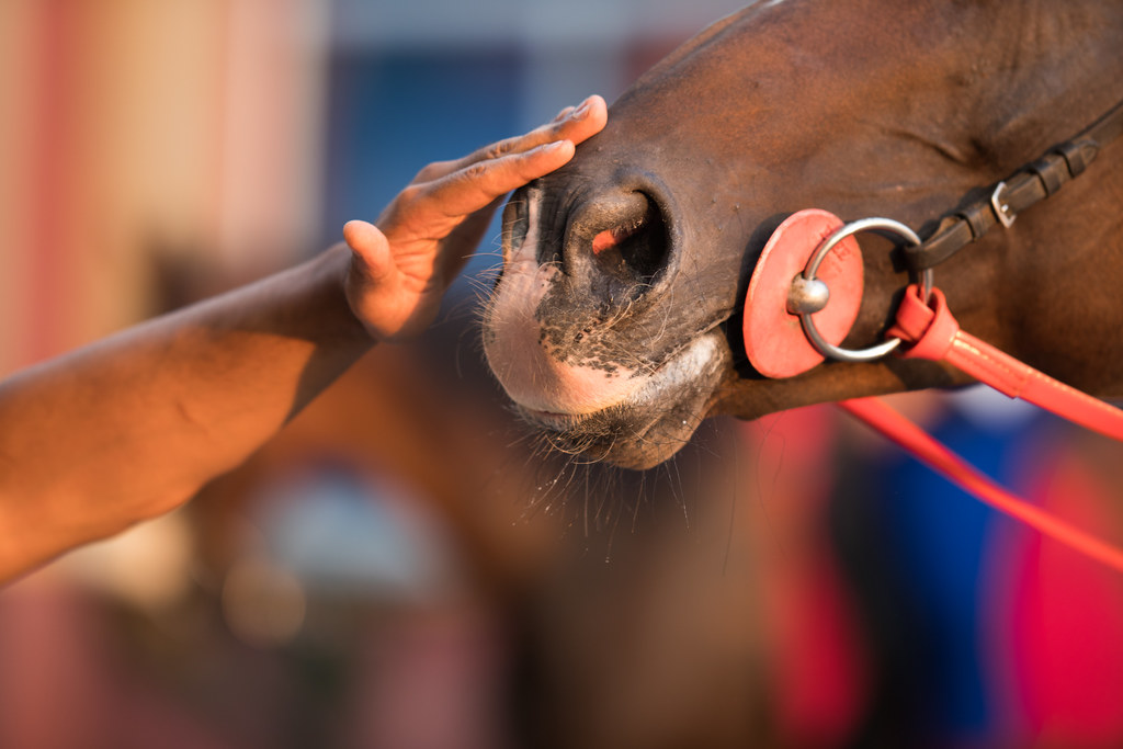 Close-up of a man's hand rubbing a horse's nose