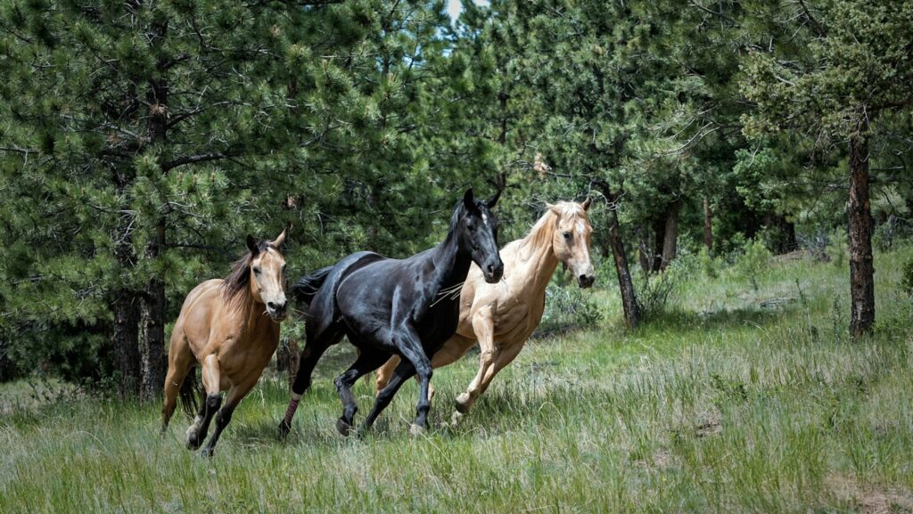 two brown and one black horse on green grass