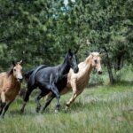 two brown and one black horse on green grass