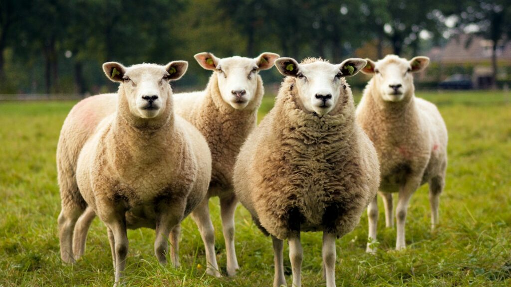 four lambs on ground