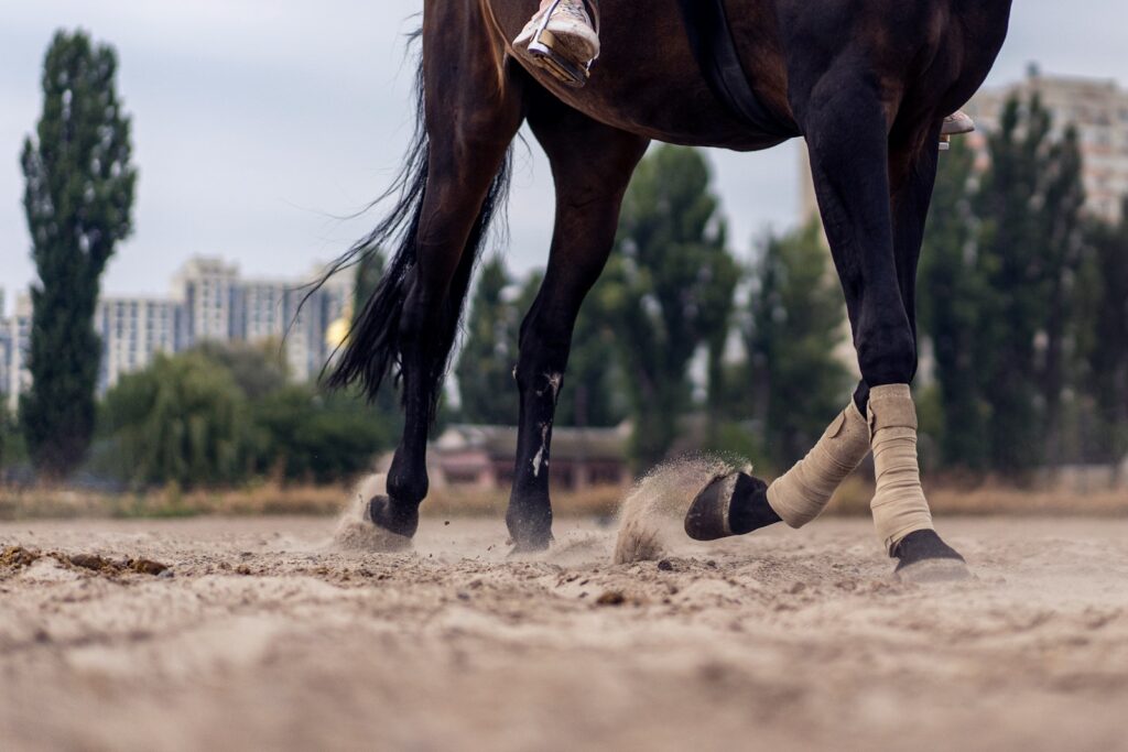 Brown horse running on brown sand during daytime