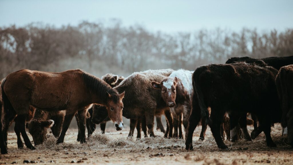 herd of brown horses and cows on field near brown trees selective-focus photography