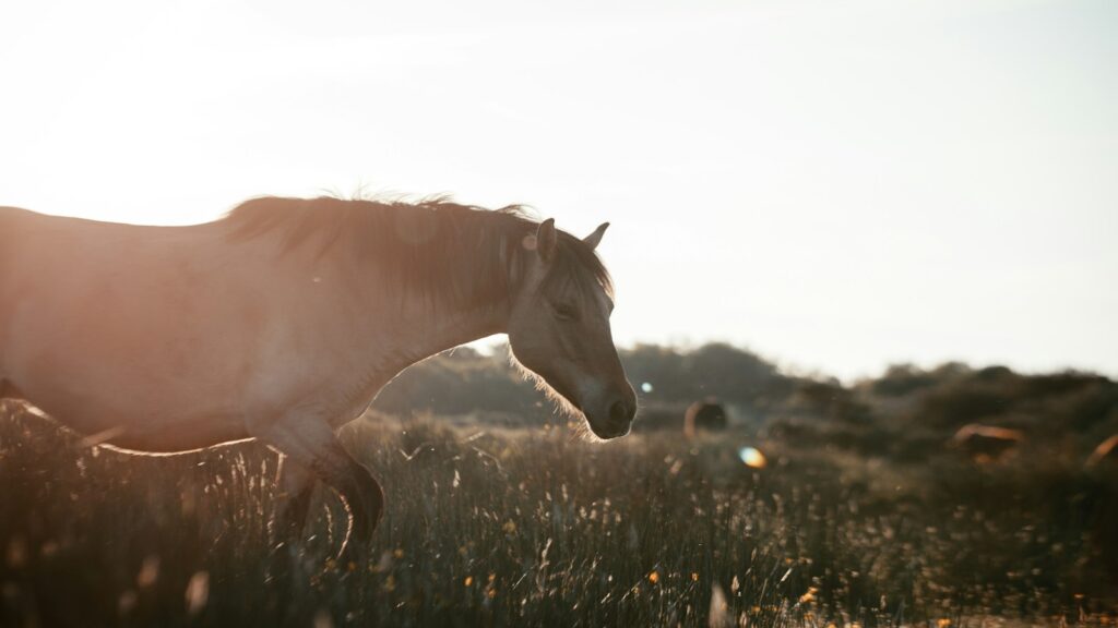 white horse on green grass field during daytime
