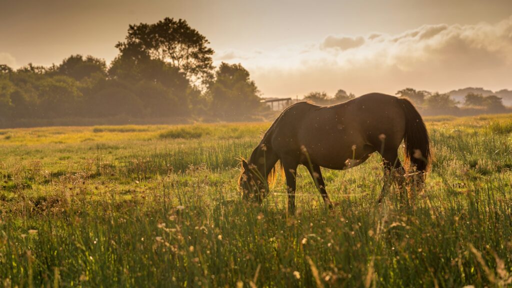 brown horse on green grass field during daytime