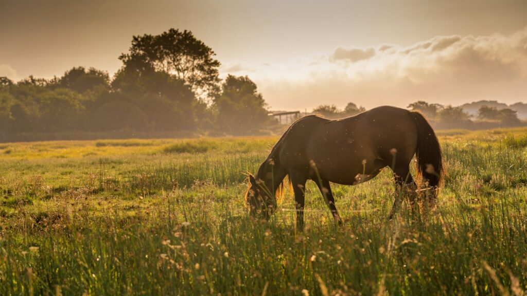 brown horse on green grass field during daytime