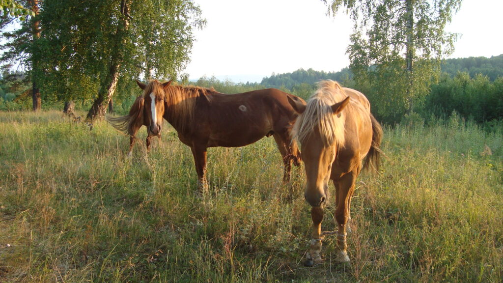 Bashkir horse