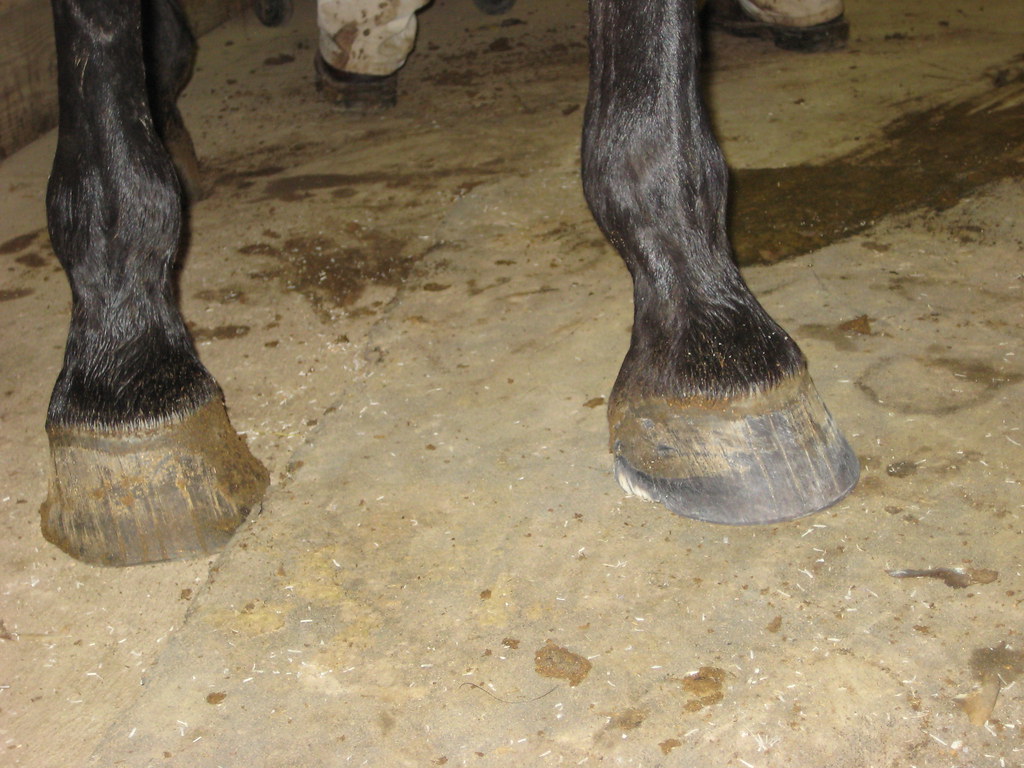 Pony Pedicure