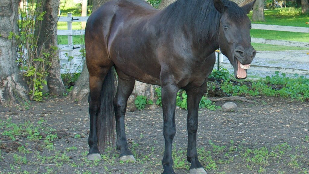 a horse is shouting