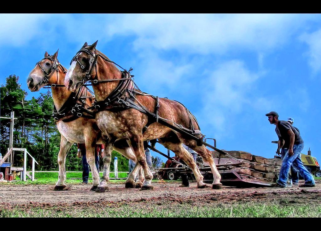 Horse pulling 