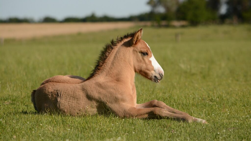 horse in grass
