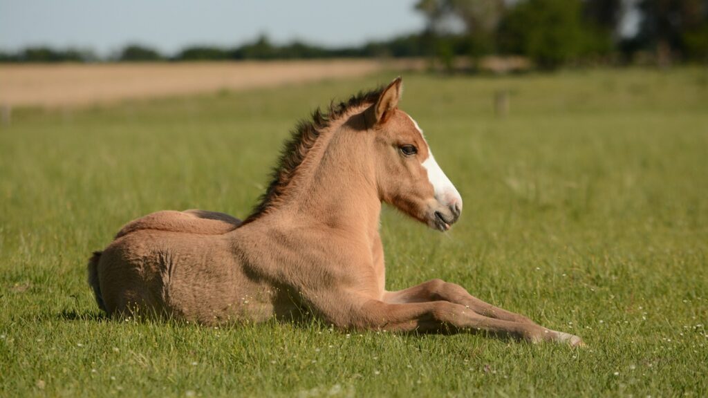 horse in grass