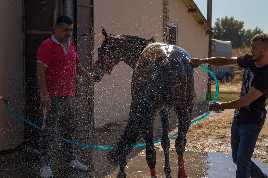 Helping a horse cool off after a race with a cold shower