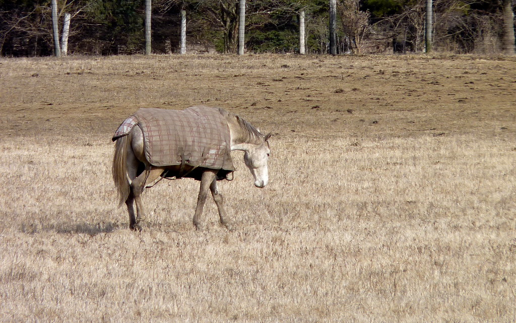 Horse with horse blanket