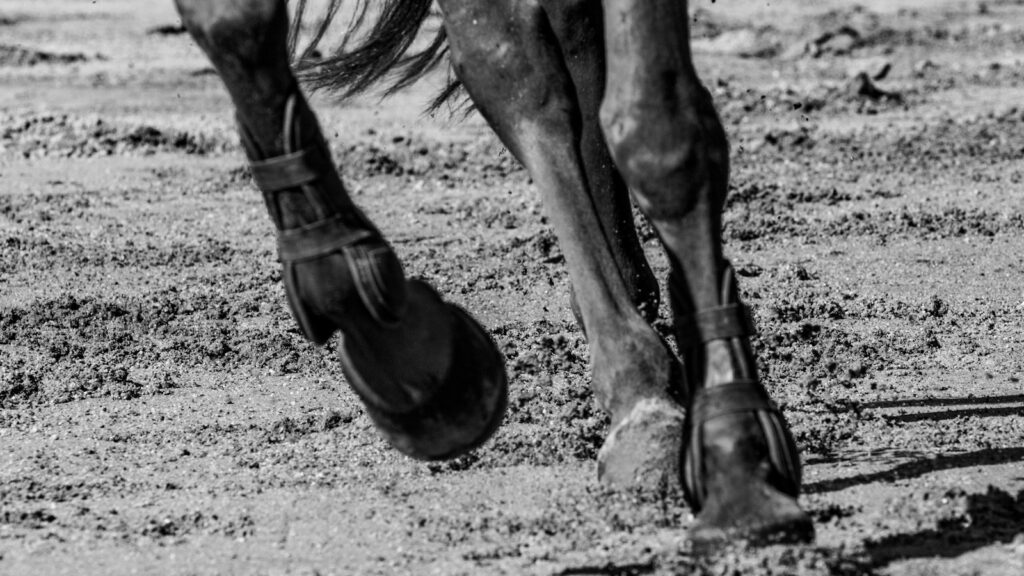 grayscale photo of horse on field