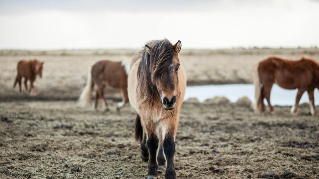 shallow focus photography of horse