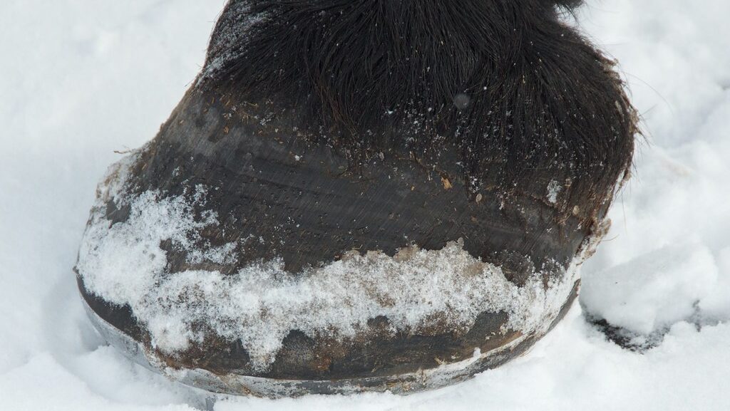horse hoof in snow