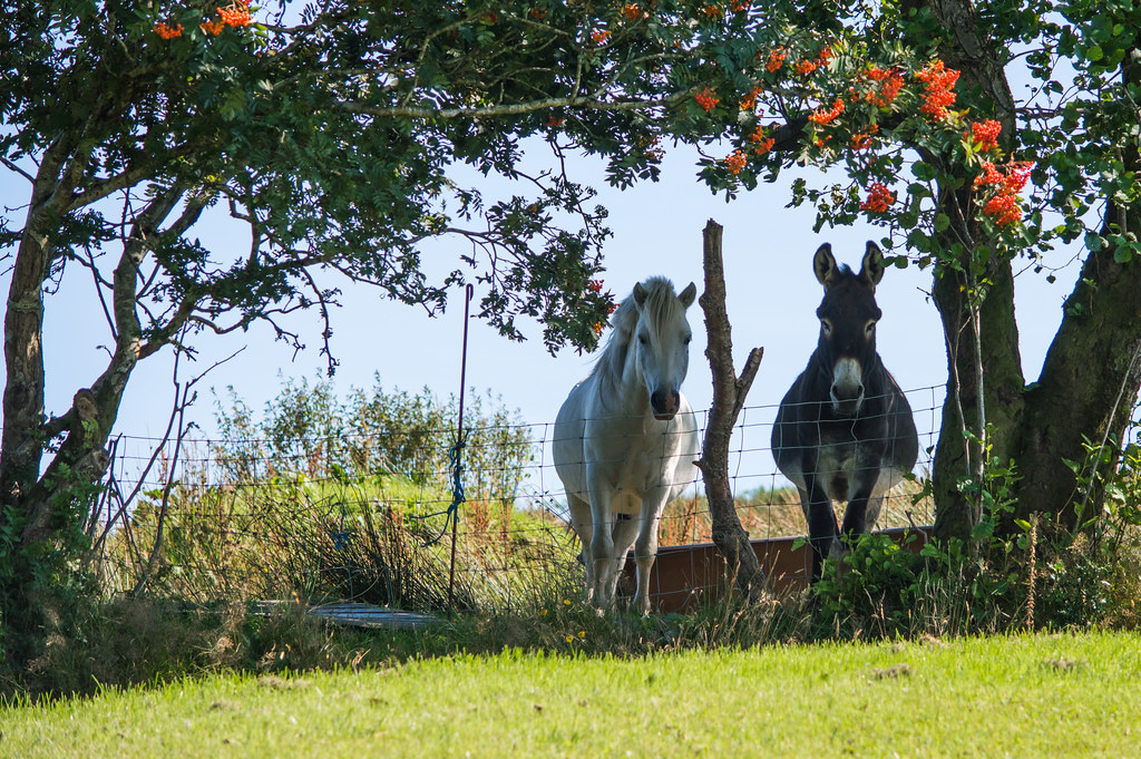 Sharing the Shade