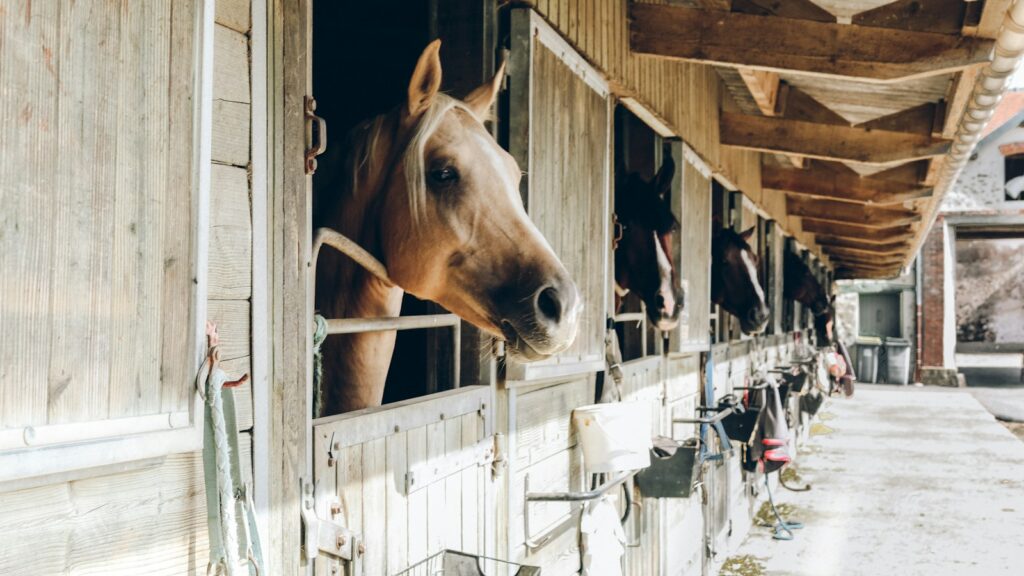 group of horse inside wooden cage during daytime