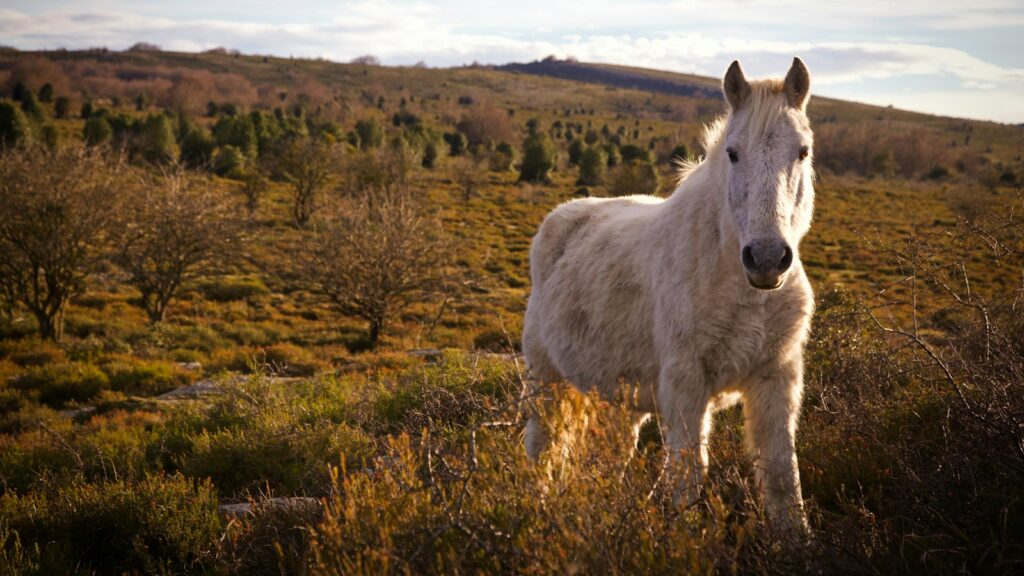horse runs from the field