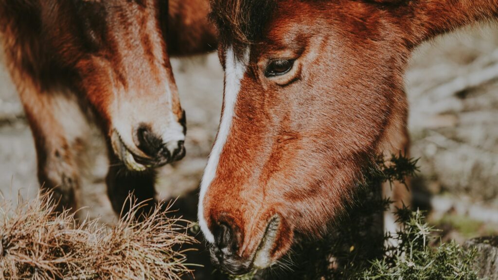 close-up photography of two red horses eating grasses