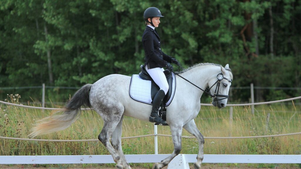 person riding on white horse